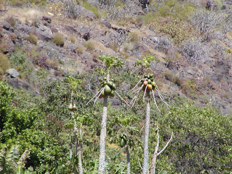 Les Papayes